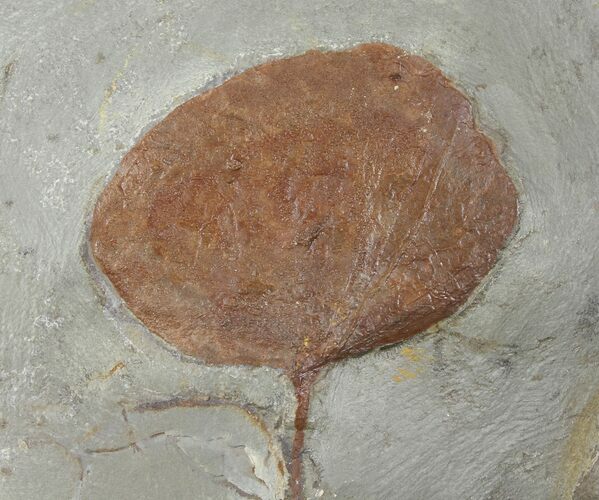 Detailed Fossil Leaf (Zizyphoides) - Montana #99348